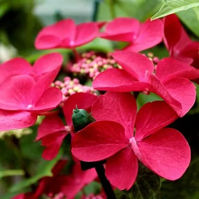 Гортензия РОТШВАНЦ крупнолистная  Гортензия РОТШВАНЦ крупнолистная в Астрахани