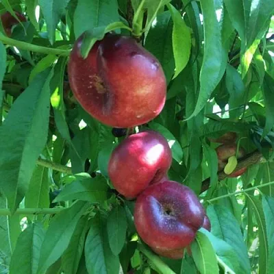 Нектарин ДОНАТ ИНЖИРНЫЙ  Нектарин ДОНАТ ИНЖИРНЫЙ в Астрахани