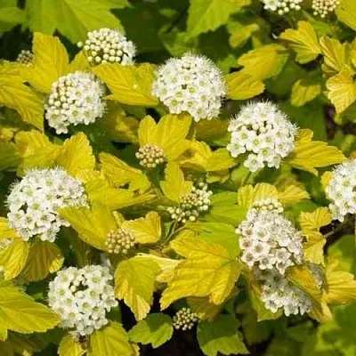 Пузыреплодник ДАРТС ГОЛД  Пузыреплодник ДАРТС ГОЛД в Астрахани