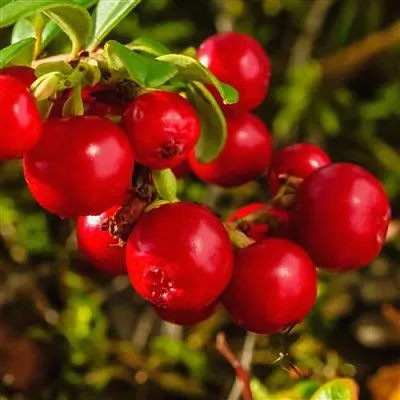 Брусника в Астрахани