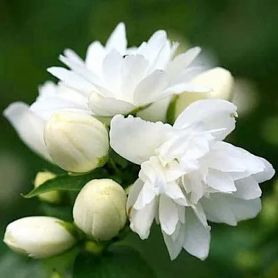 Жасмин ШНЕЕШТРУМ  Жасмин ШНЕЕШТРУМ в Астрахани