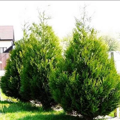 Туя АТРОВИРЕНС складчатая  Туя АТРОВИРЕНС складчатая в Астрахани