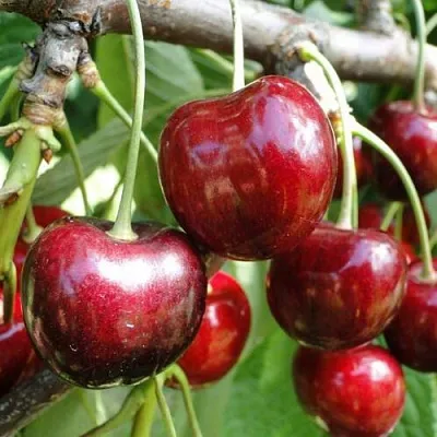 Черешня САШЕНЬКА  Черешня САШЕНЬКА в Астрахани