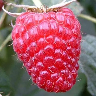 Ремонтантная  Ремонтантная в Астрахани