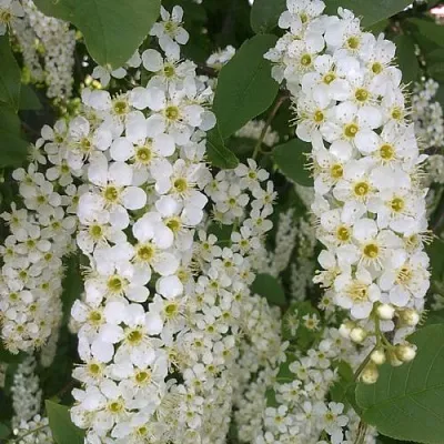 Черемуха САМОПЛОДНАЯ в Астрахани