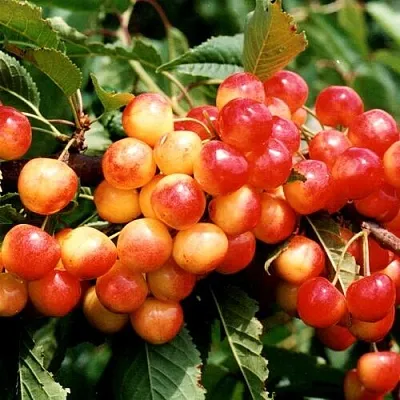 Черешня БЮТТНЕРА КРАСНАЯ  Черешня БЮТТНЕРА КРАСНАЯ в Астрахани