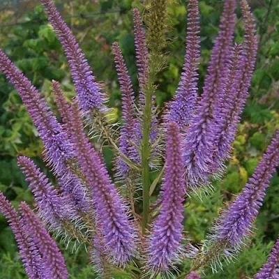 Вероникаструм ФАСЦИНЕЙШН  Вероникаструм ФАСЦИНЕЙШН в Астрахани