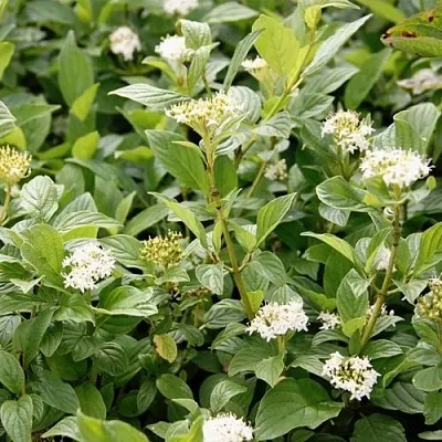 Дерен ФЛАВИРАМЕА отпрысковый   Дерен ФЛАВИРАМЕА отпрысковый  в Астрахани