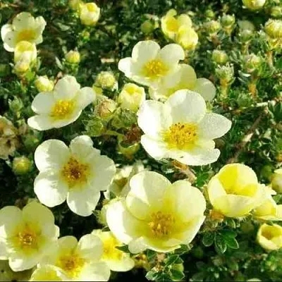 Лапчатка КЛОНДАЙК кустарниковая  Лапчатка КЛОНДАЙК кустарниковая в Астрахани