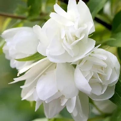 Жасмин МАНТО Д’ЭРМИН  Жасмин МАНТО Д’ЭРМИН в Астрахани