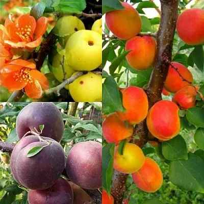 Комплект САД ДЛЯ ГУРМАНА в Астрахани