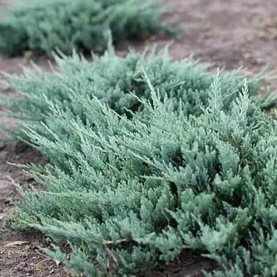 Можжевельник БЛЮ ЧИП горизонтальный  Можжевельник БЛЮ ЧИП горизонтальный в Астрахани