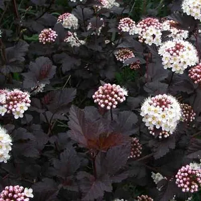 Пузыреплодник ДИАБЛО  Пузыреплодник ДИАБЛО в Астрахани