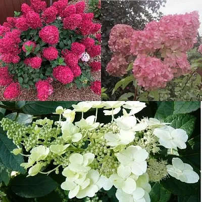 Комплект САД ЭМОЦИЙ в Астрахани