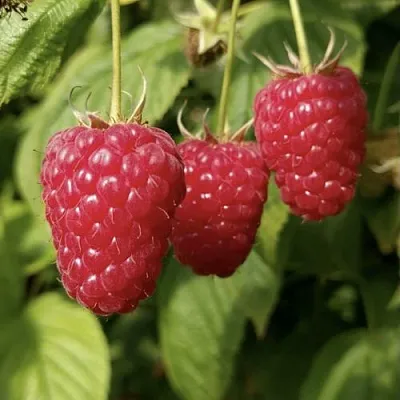 Малина МАПЕМА   Малина МАПЕМА  в Астрахани