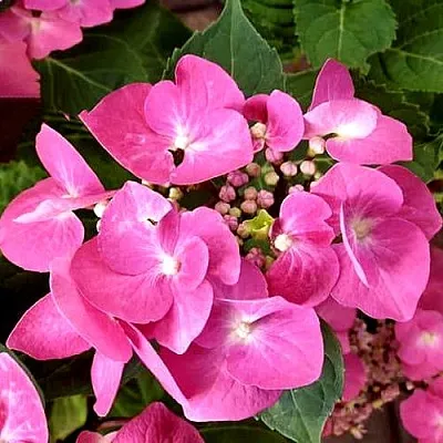 Гортензия ТАУБЕ крупнолистная  Гортензия ТАУБЕ крупнолистная в Астрахани