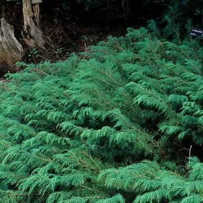 Микробиота  Микробиота в Астрахани