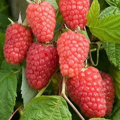 Малина КАСКАД ДЕЛАЙТ в Астрахани