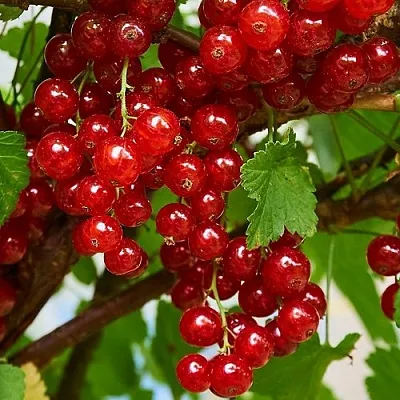 Смородина красная НАТАЛИ  Смородина красная НАТАЛИ в Астрахани