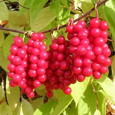 Лимонник ПЕРВЕНЕЦ китайский  Лимонник ПЕРВЕНЕЦ китайский в Астрахани