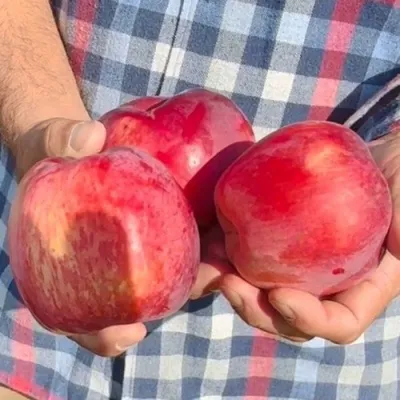 Яблоня ПАМЯТЬ КОВАЛЕНКО в Астрахани