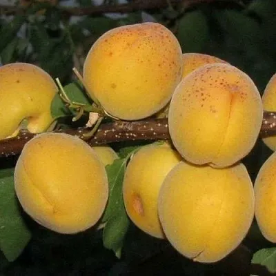 Абрикос ДЕСЕРТНЫЙ ГОЛУБЕВА в Астрахани