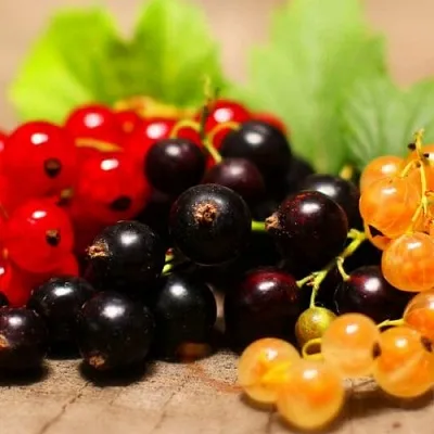 Комплект саженцев  Комплект саженцев в Астрахани