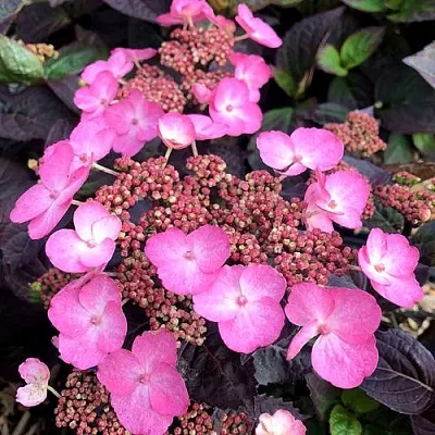 Гортензия ДАРЕДЕВИЛ пильчатая в Астрахани