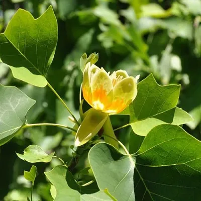 ЛИРИОДЕНДРОН тюльпанный  ЛИРИОДЕНДРОН тюльпанный в Астрахани