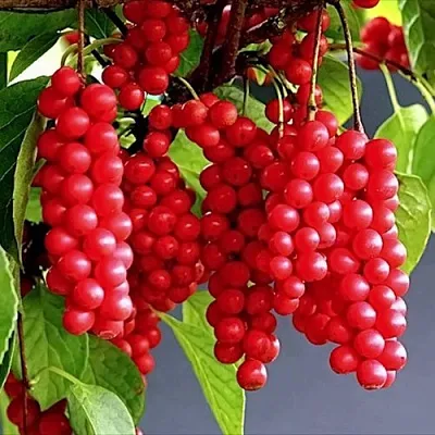 Лимонник САДОВЫЙ 1 китайский   Лимонник САДОВЫЙ 1 китайский  в Астрахани