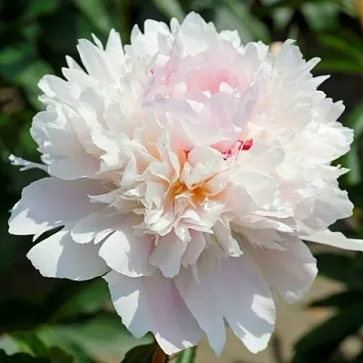 Пион АЛЕРТИ травянистый  Пион АЛЕРТИ травянистый в Астрахани