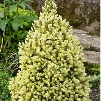 Ель МАЙГОЛД колючая  Ель МАЙГОЛД колючая в Астрахани