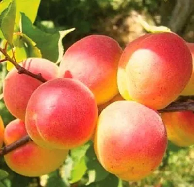 Абрикос NJA-19 в Астрахани