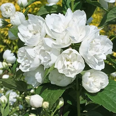 Жасмин махровый  Жасмин махровый в Астрахани