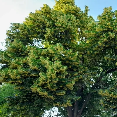 Липа в Астрахани