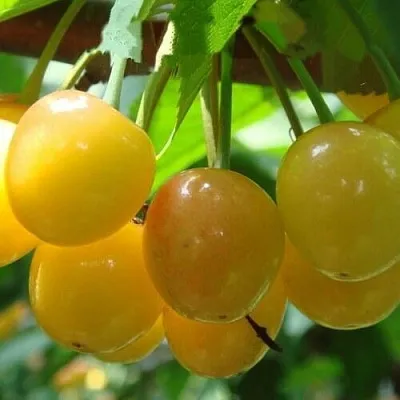 Черешня ЯНТАРНАЯ  Черешня ЯНТАРНАЯ в Астрахани