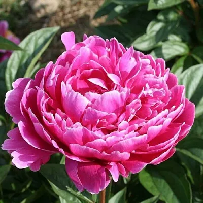 Пион СЕБАСТЬЯН МААС травянистый  Пион СЕБАСТЬЯН МААС травянистый в Астрахани