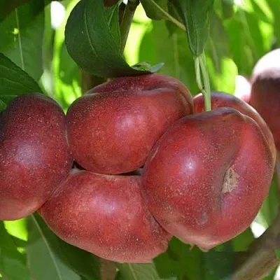 саженцы нектарина саженцы нектарина