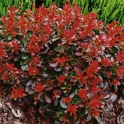 Барбарис КАРМЕН тунберга в Астрахани