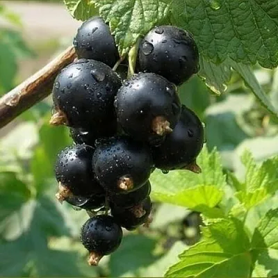 Смородина черная ПИГМЕЙ  Смородина черная ПИГМЕЙ в Астрахани