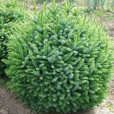 Ель НАНА сербская  Ель НАНА сербская в Астрахани