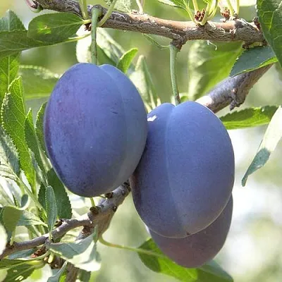 Слива СТЭНЛИ  Слива СТЭНЛИ в Астрахани