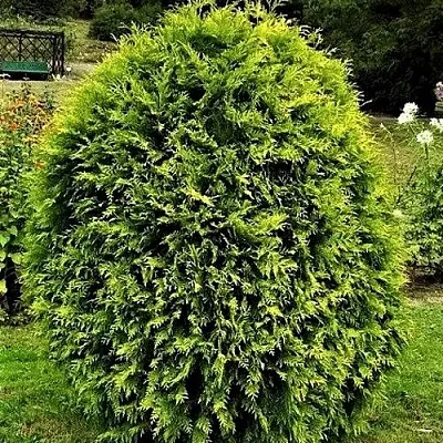 Туя ТИП ТОП западная  Туя ТИП ТОП западная в Астрахани