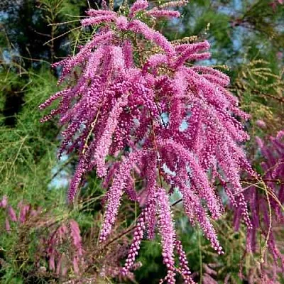 Тамарикс ПИНК КАСКАД  Тамарикс ПИНК КАСКАД в Астрахани