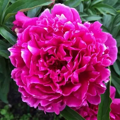 Пион КАРЛ РОЗЕНФЕЛЬД травянистый  Пион КАРЛ РОЗЕНФЕЛЬД травянистый в Астрахани