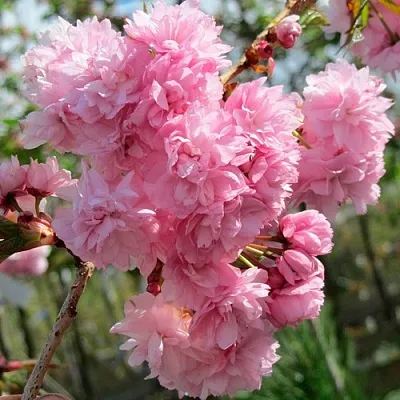 Сакура КИКУ ШИДАРЕ  Сакура КИКУ ШИДАРЕ в Астрахани