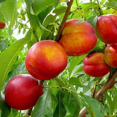 Нектарин ХАРБЛЕЙЗ  Нектарин ХАРБЛЕЙЗ в Астрахани