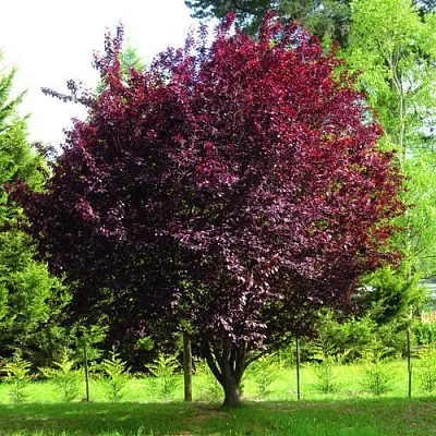 Слива НИГРА растопыреная  в Астрахани