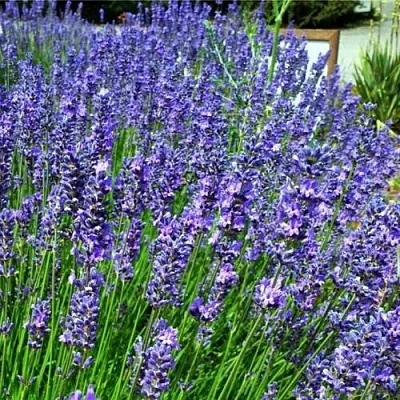 Лаванда ФЕНОМЕНАЛ узколистная  Лаванда ФЕНОМЕНАЛ узколистная в Астрахани