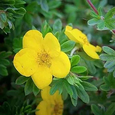 Лапчатка ГОЛДСТАР кустарниковая  Лапчатка ГОЛДСТАР кустарниковая в Астрахани